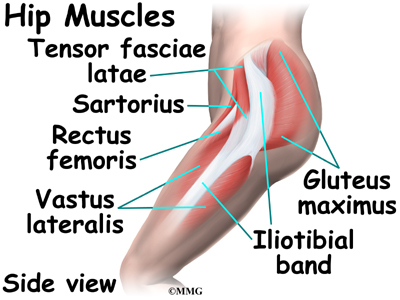 Hip Anatomy Eorthopod Com