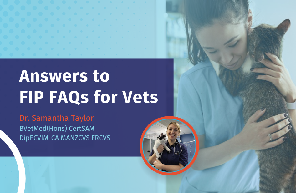 FIP FAQs: What Veterinarians Need to Know about Treating Cats with Feline Infectious Peritonitis