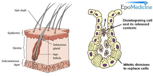 Oil Glands Diagram