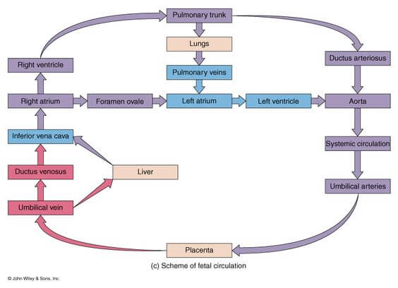 Fetal Circulation Flow Chart