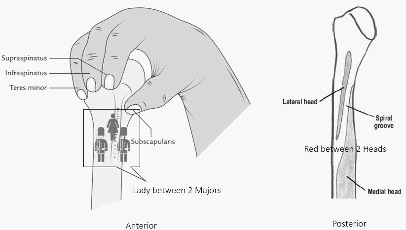 Proximal Humerus Anatomy