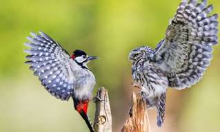 Animales Tomados En El Momento Perfecto