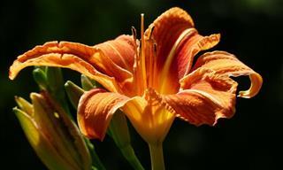 28 Magníficas Flores De Color Naranja