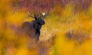 La Belleza Del Otoño: 14 Fotografías Cautivadoras