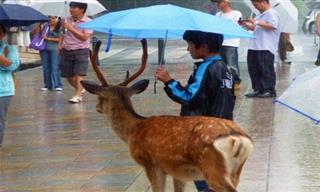 16 Fotos Que Demuestran Lo Que Solo Sucede En Japón