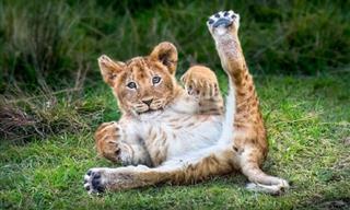 Echa Un Vistazo a Las Mejores Fotos De La Vida Animal Del 2023