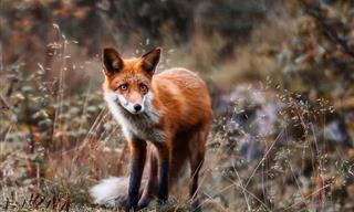 Increíbles y Coloridas Fotografías De Los Animales De Los Bosques En Finlandia