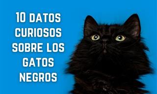 10 Datos Curiosos Sobre Los Gatos Negros Que Probablemente No Conocías