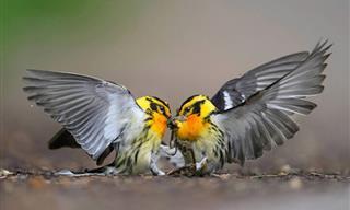 Increíbles Tomas De Aves En Acción: 12 Fotografías Premiadas