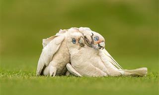 Ganadores Los Premios De Las Fotografías De Aves Del 2023