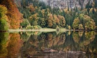 Una Colección De TodoMail: La Belleza De Los Bosques