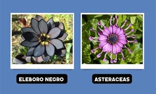 Maravillas De La Naturaleza: 14 Plantas Fascinantes y Hermosas