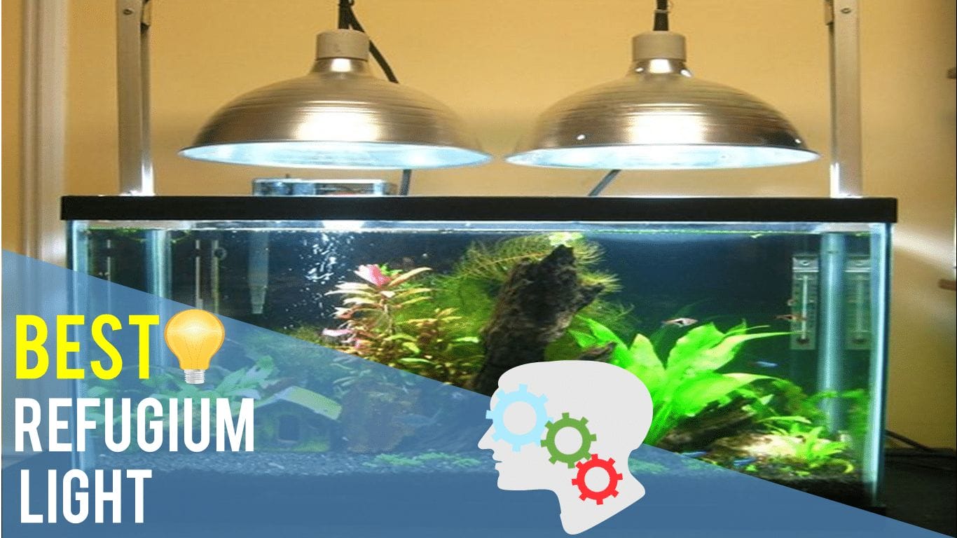 Best Refugium Light