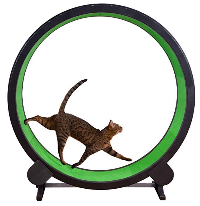 The 5 Best Cat Exercise Wheels: Top Picks for Your Feline Friend