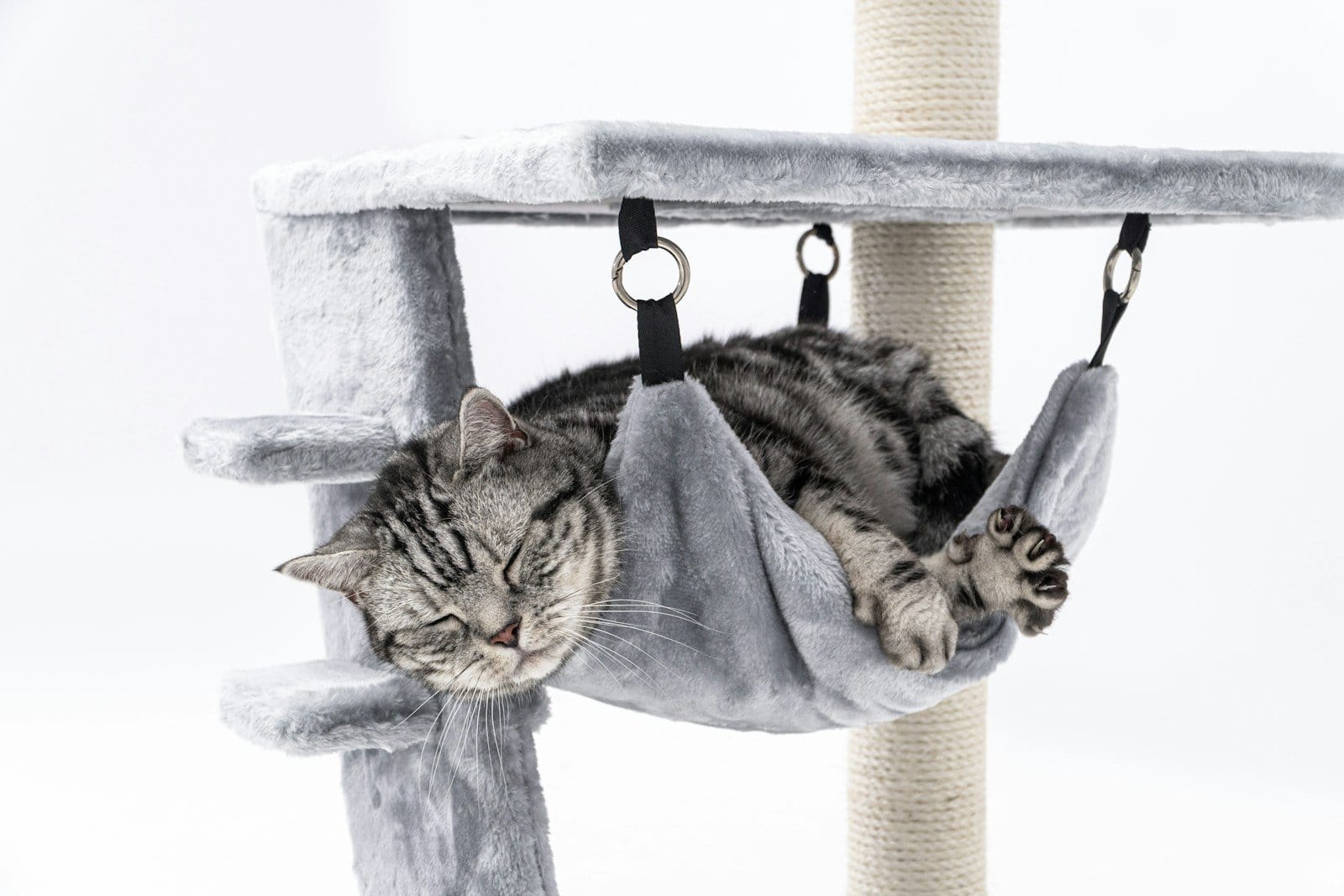 How to Choose a Cat Tree – A Buying Guide