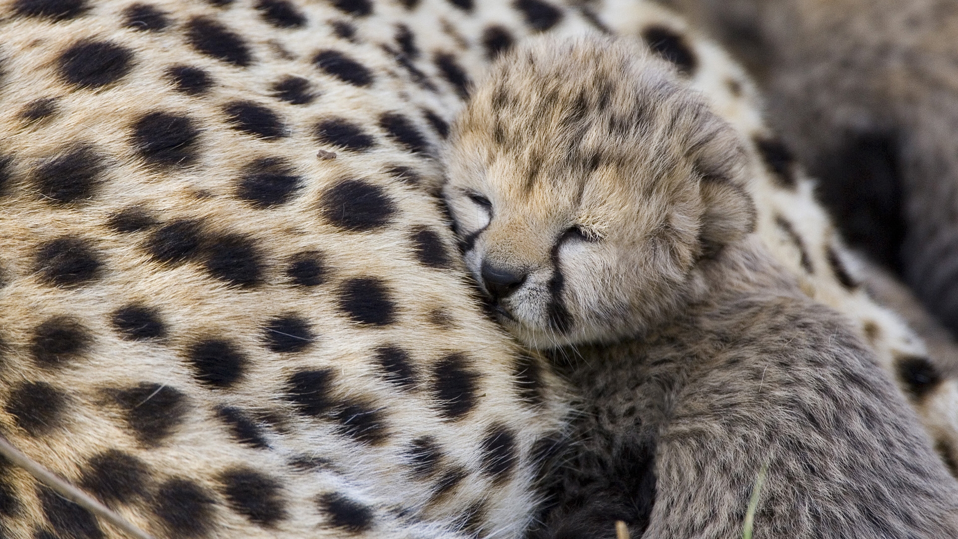 Cute Baby Cheetah Wallpaper