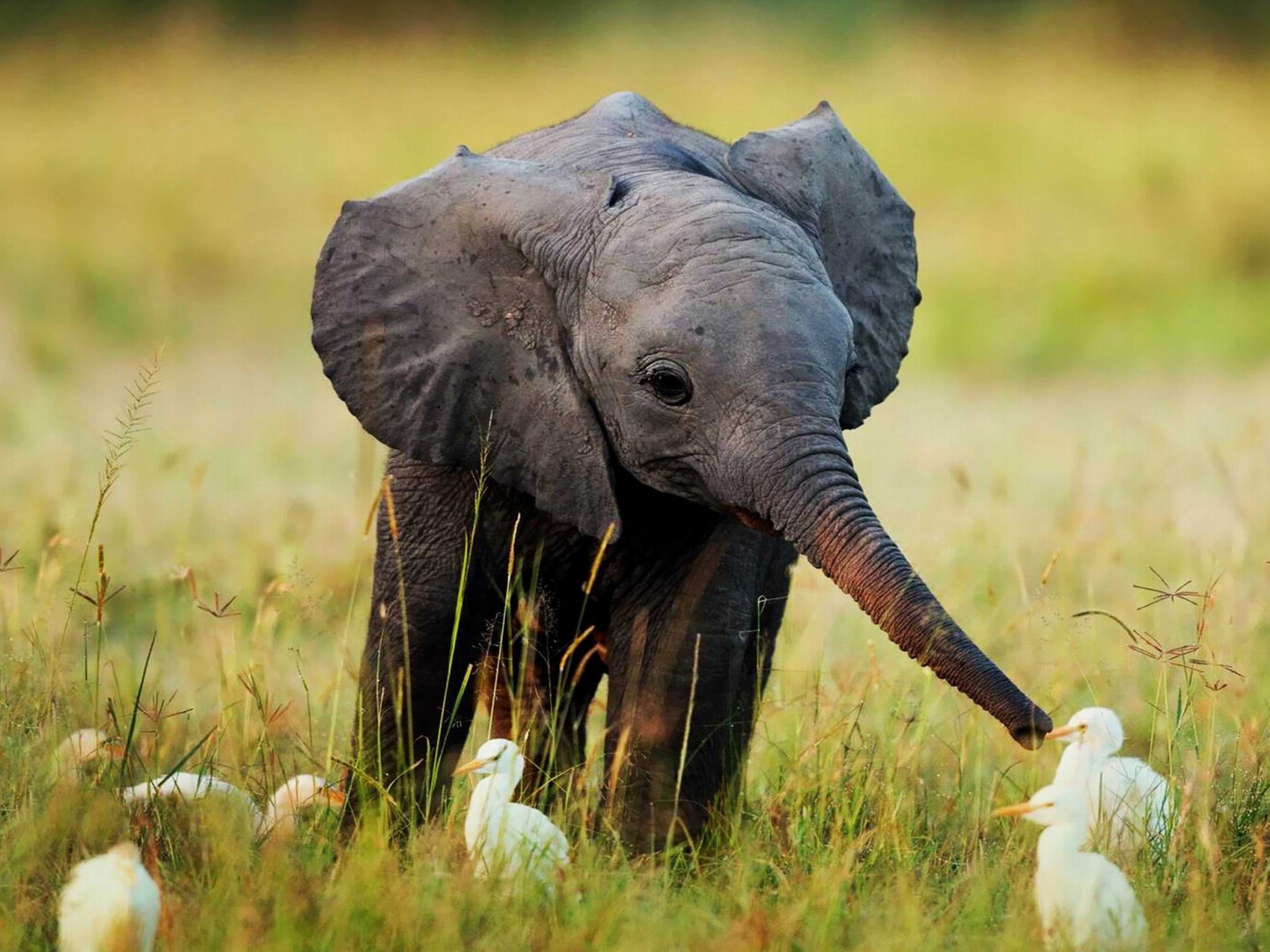 A baby elephant feeding egrets ...