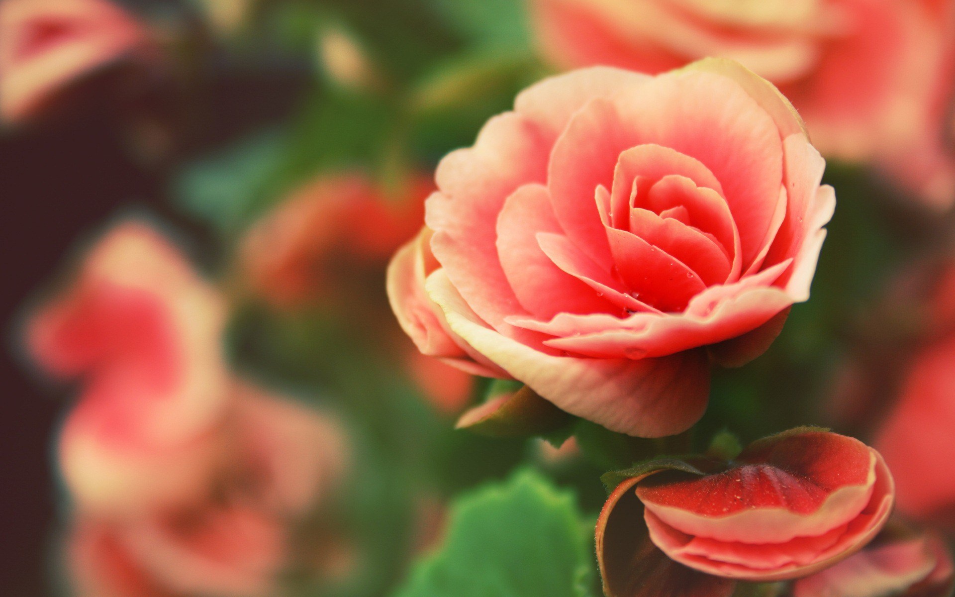 Beautiful Roses Flowers Nature Close-Up Photo