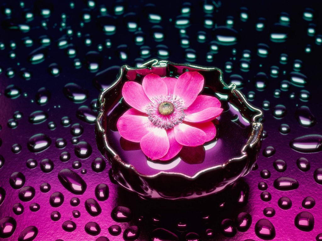 Astounding Pink Flower in Water Beautiful Wallpaper 1024x768px