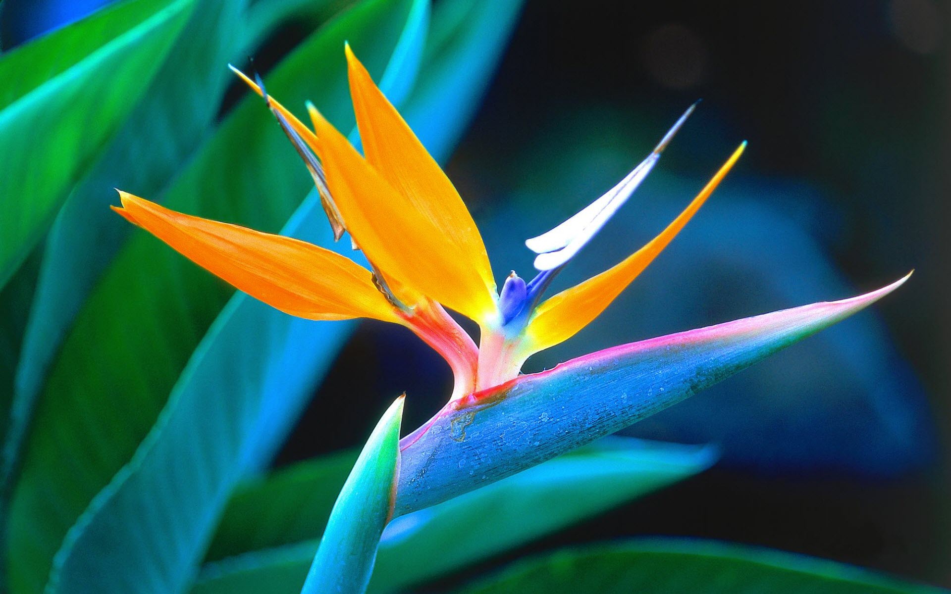 Bird of Paradise