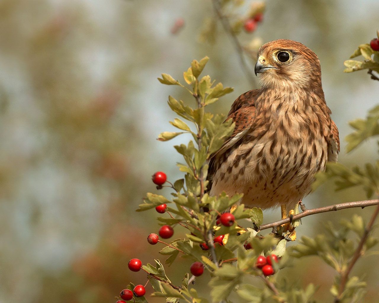 Brown Bird Red Berries Wallpaper 1280x1024