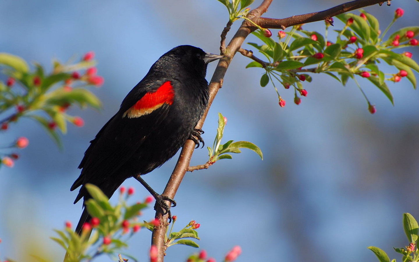 Bird Wallpaper