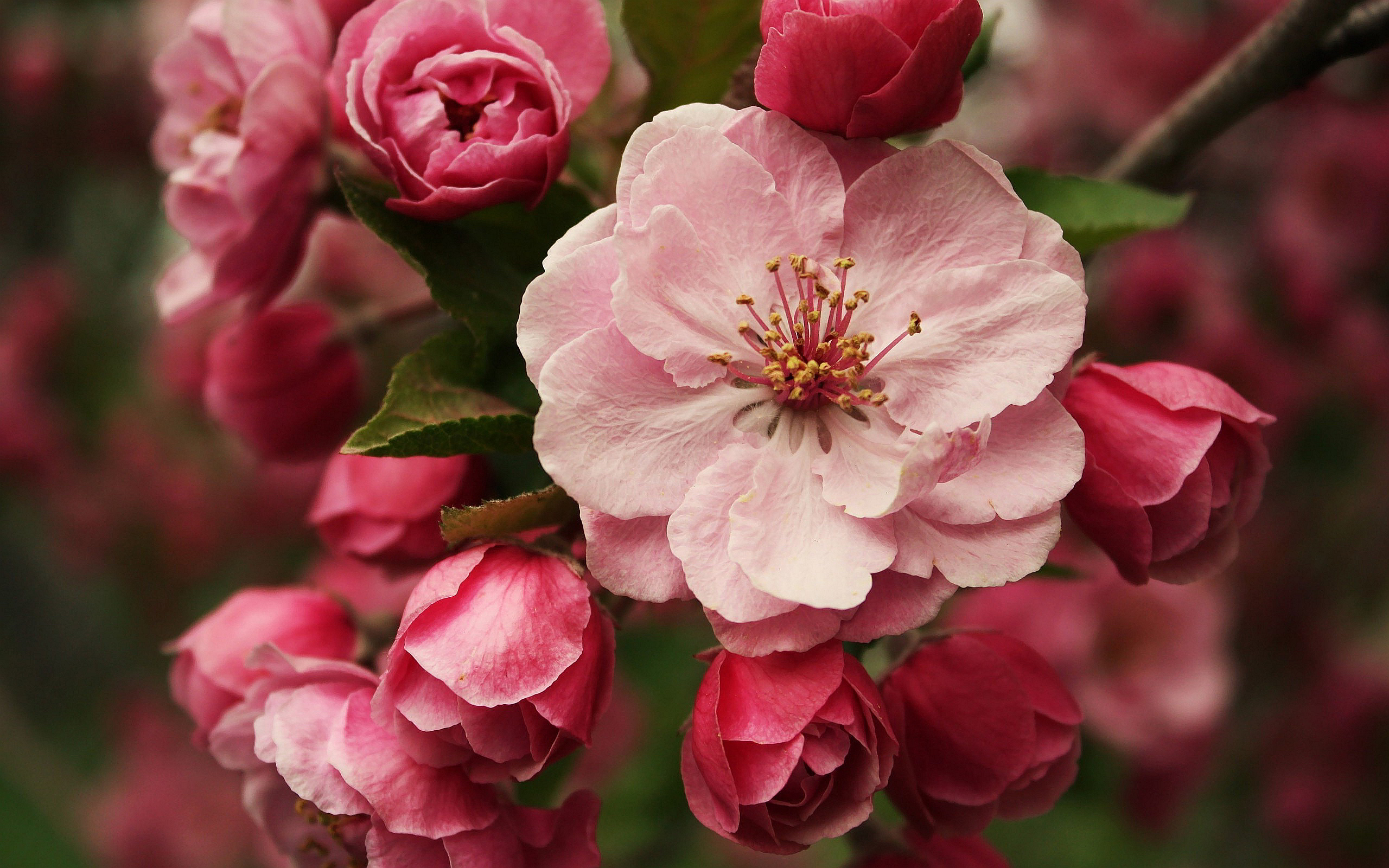 Pink Blossom