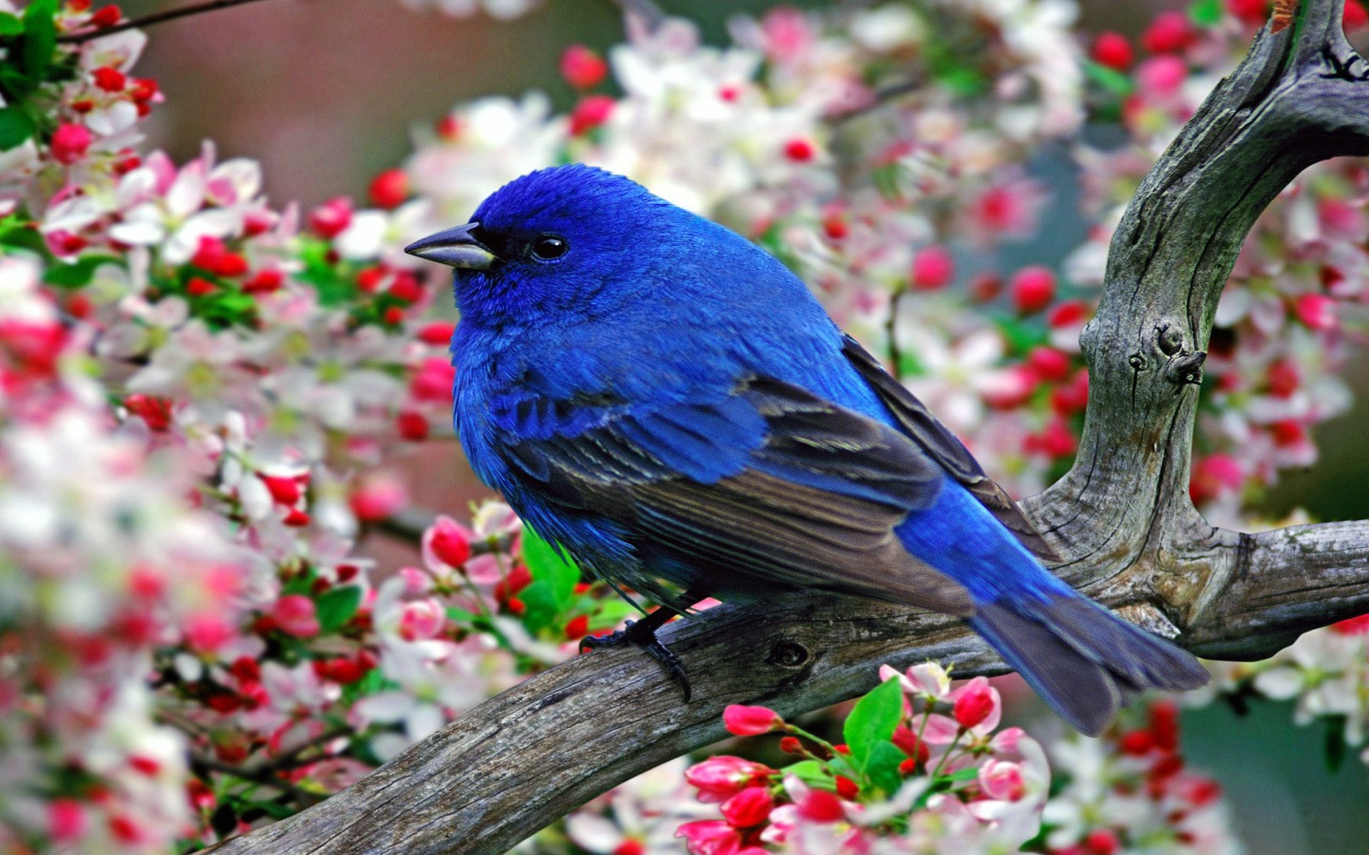 Free Blue Bird Wallpaper 39977 1600x1000 px