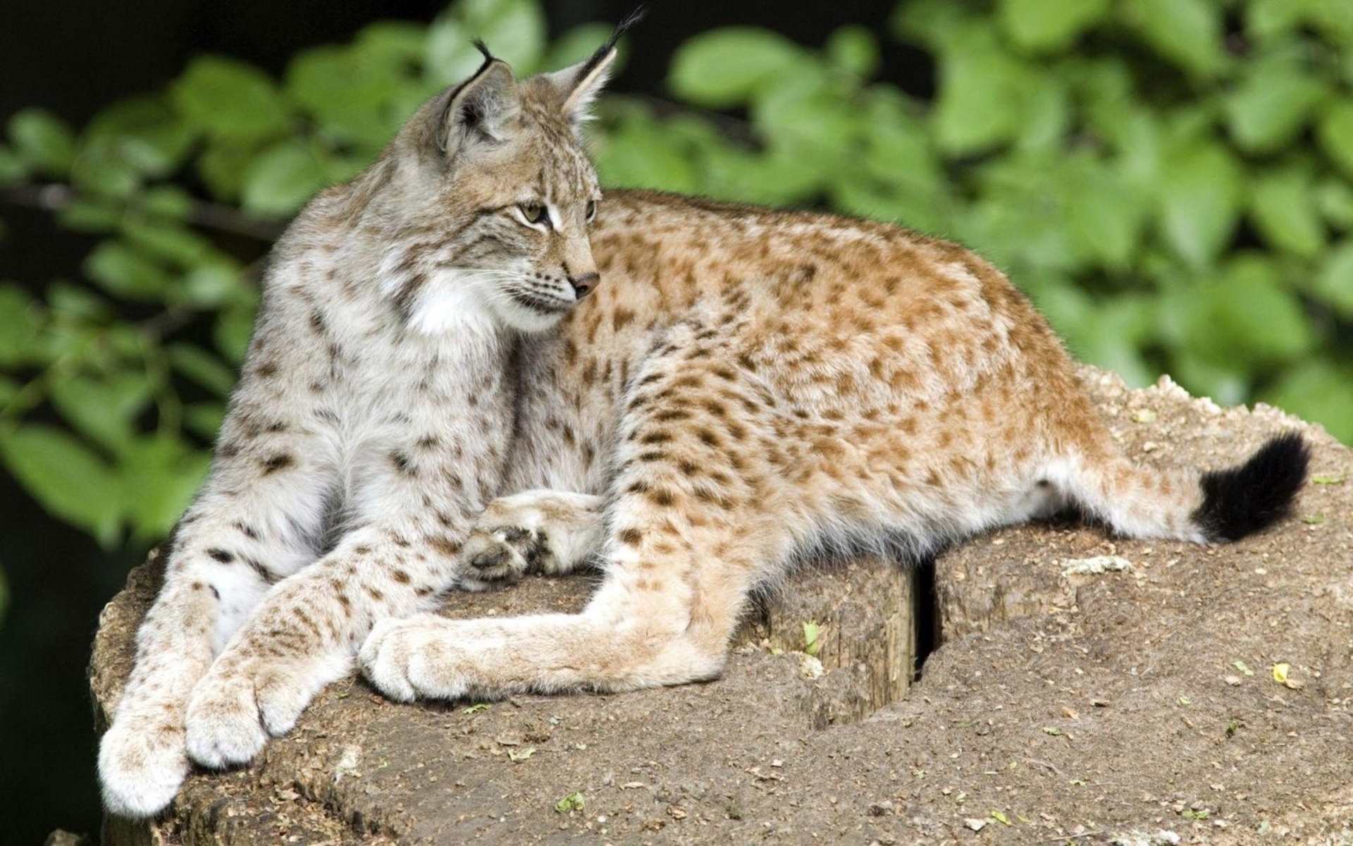 Animal Bobcat Wallpaper #472361 - Resolution 1920x1200 px