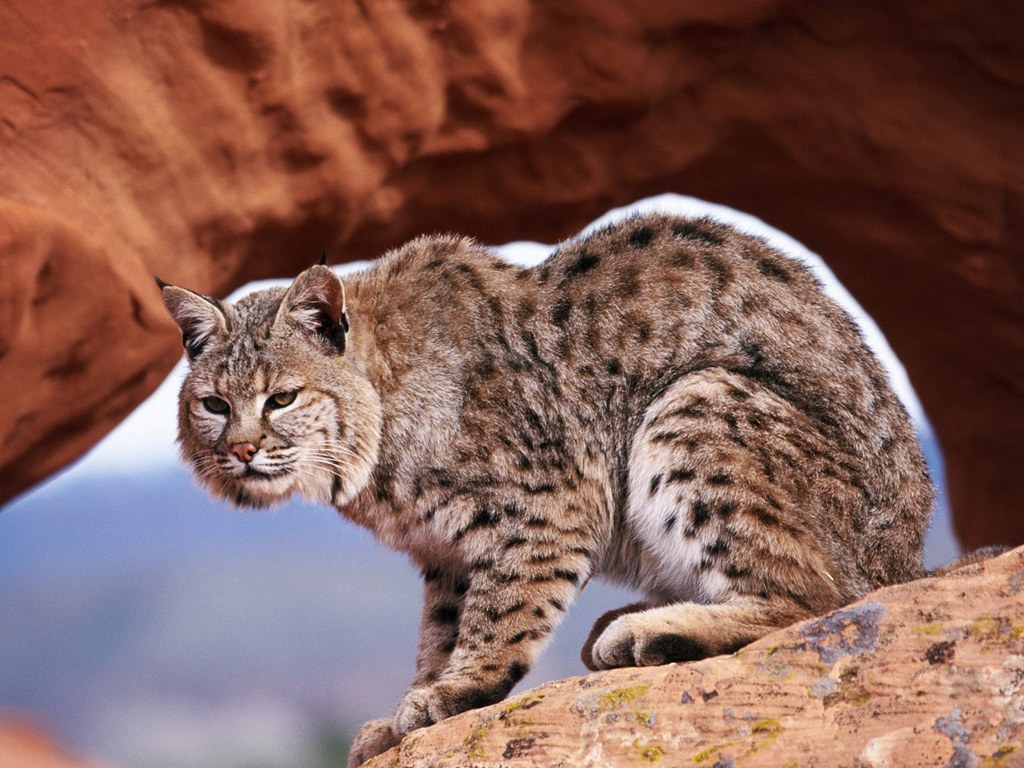 Bobcat HD Wallpaper