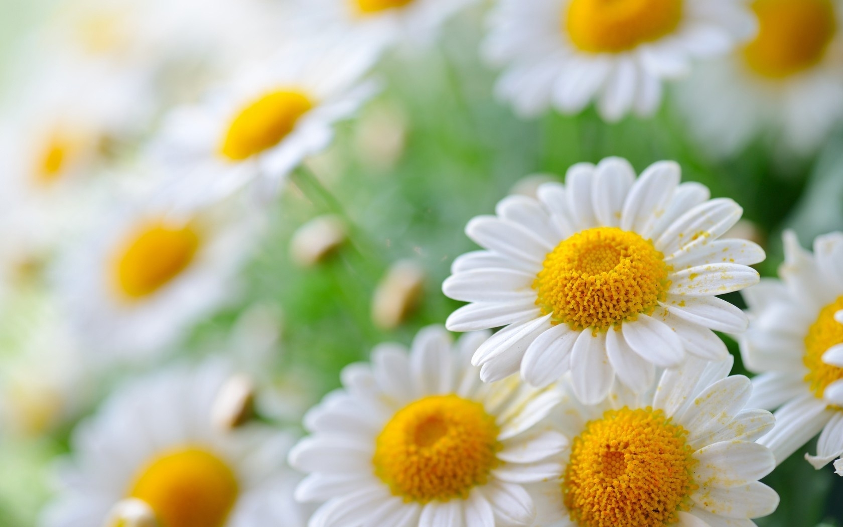 Chamomile Flowers Wallpaper