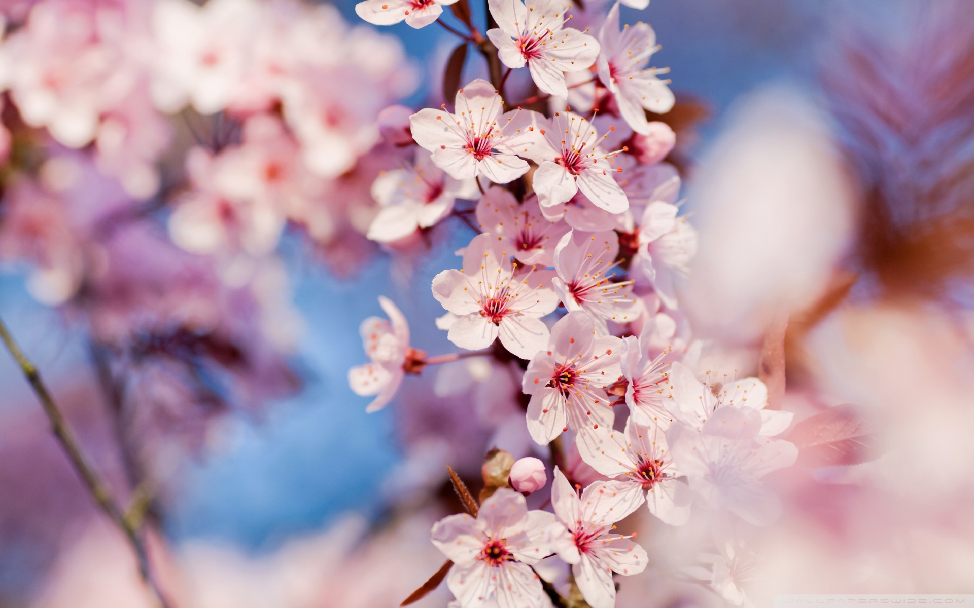 Beautiful Cherry Blossom