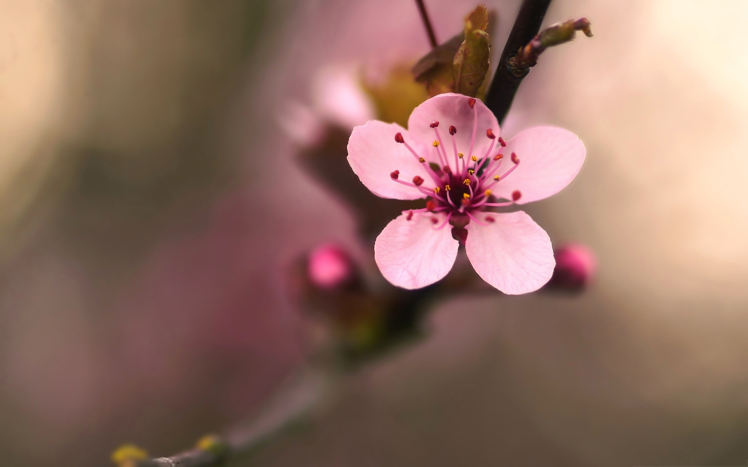 Cherry Blossom Flower