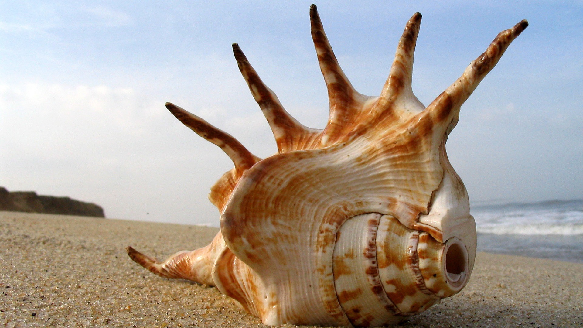 Cool Mohawk Sea Shell HD wallpapers