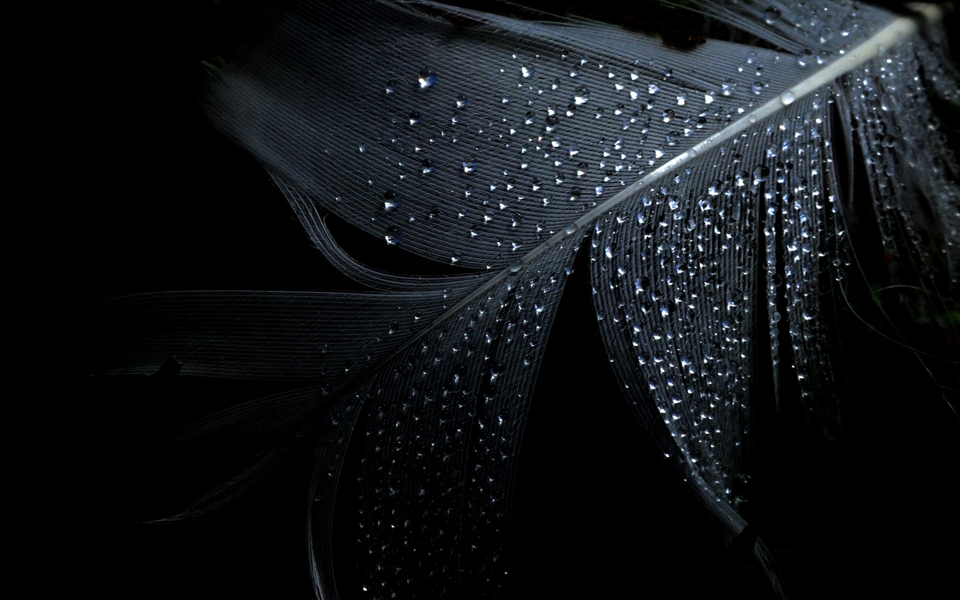 Feather Drops Wallpaper