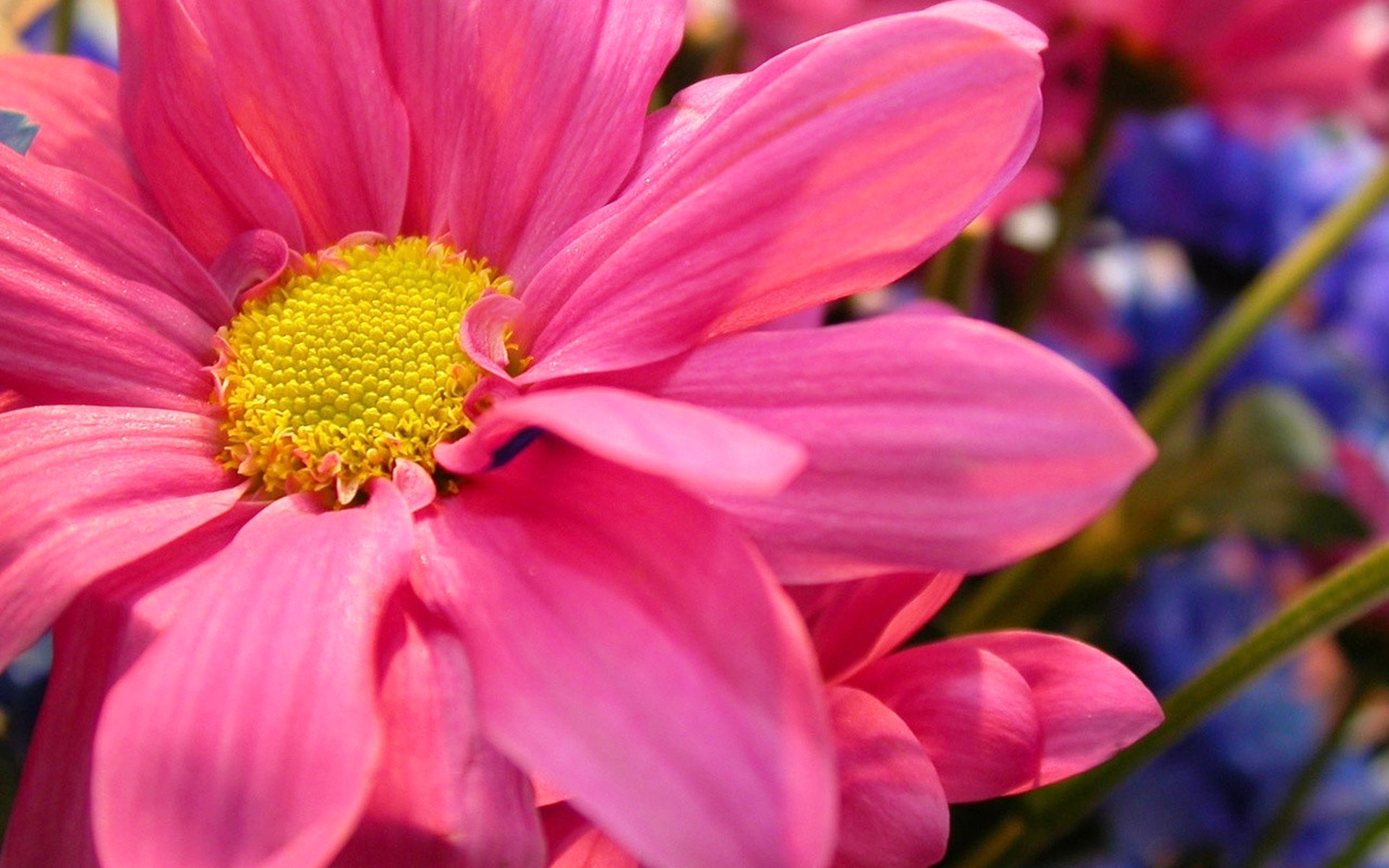 Flower pink petals