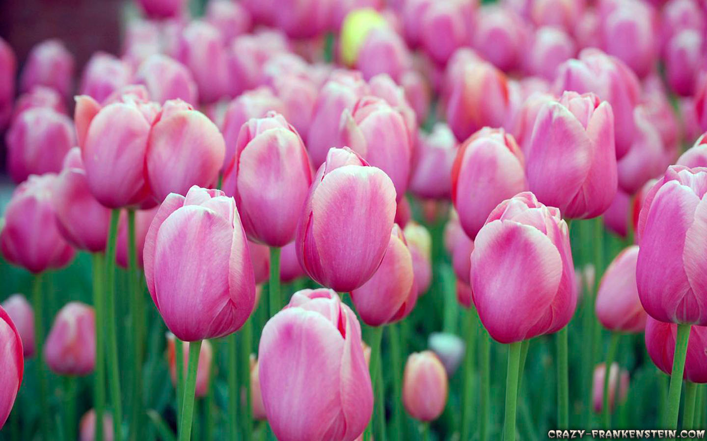 Flowers Pink Tulips Field Photo wallpaper | 1440x900 | #22995