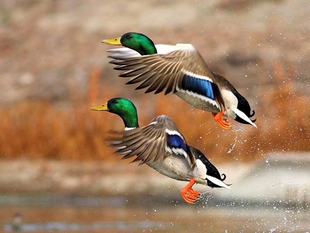 Flying ducks picture beautiful 1024x768