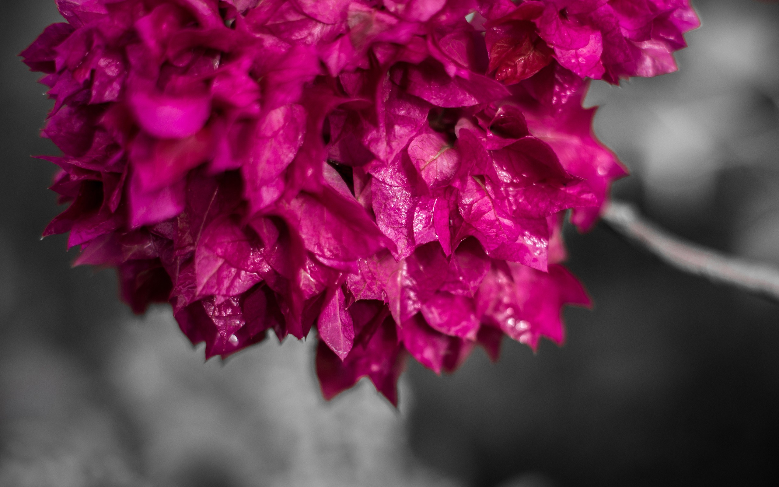 Free Bougainvillea Wallpaper