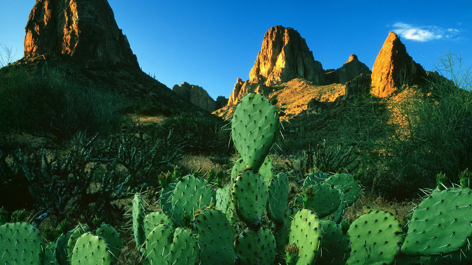 Cactus Wallpaper