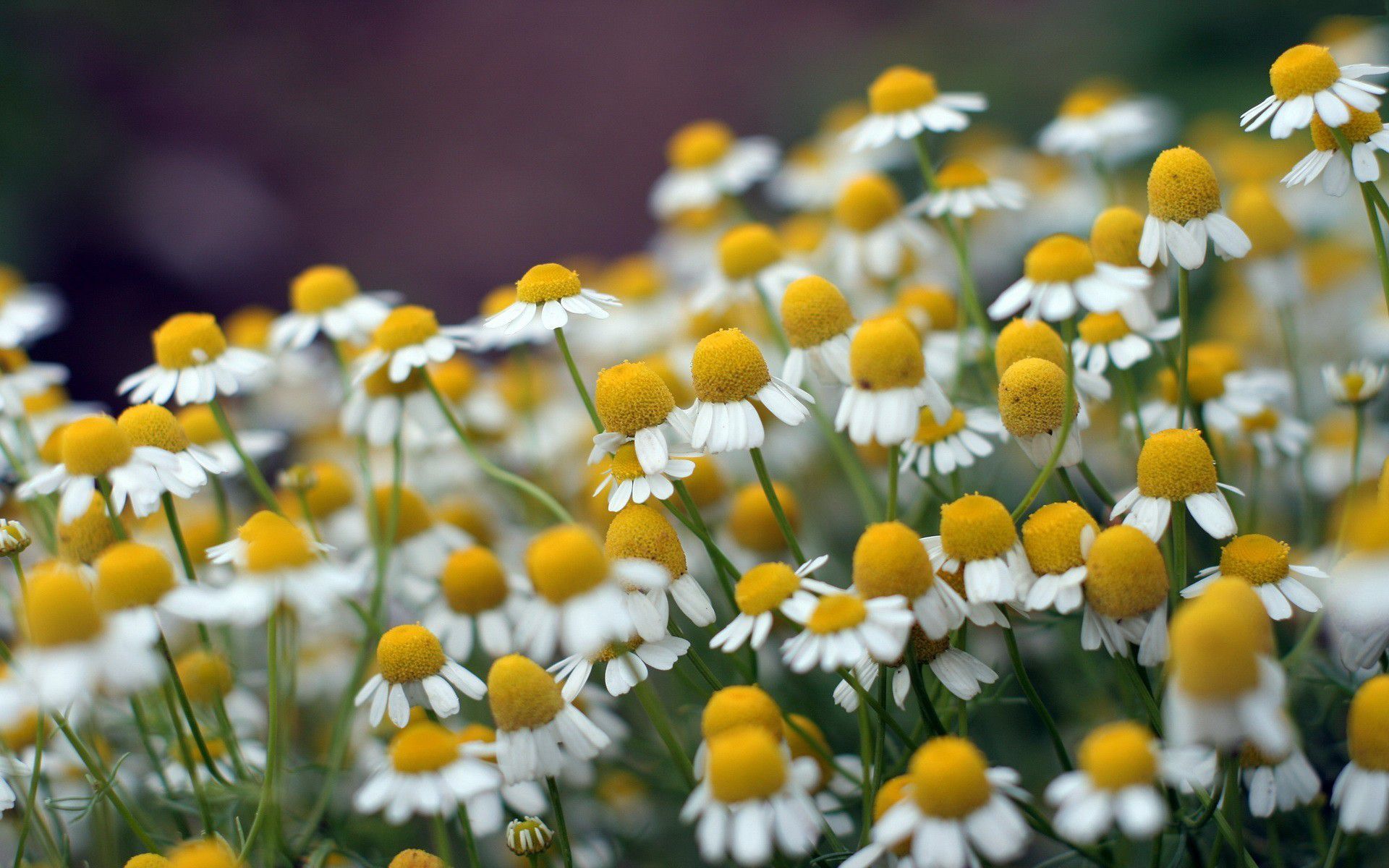 Free Chamomile Wallpaper