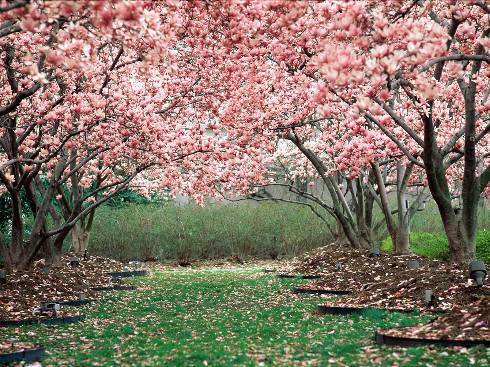 Free Cherry Blossom Wallpaper