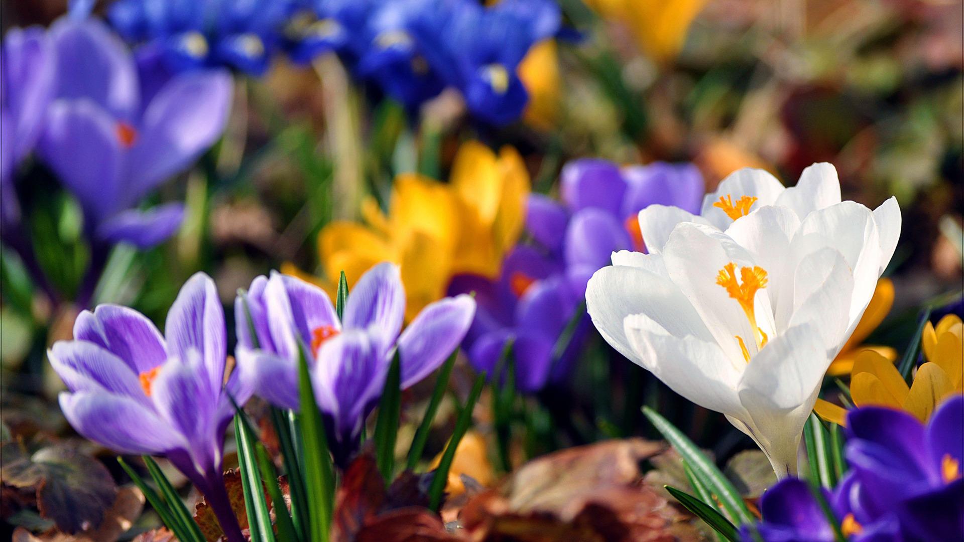 Free Crocuses Wallpaper