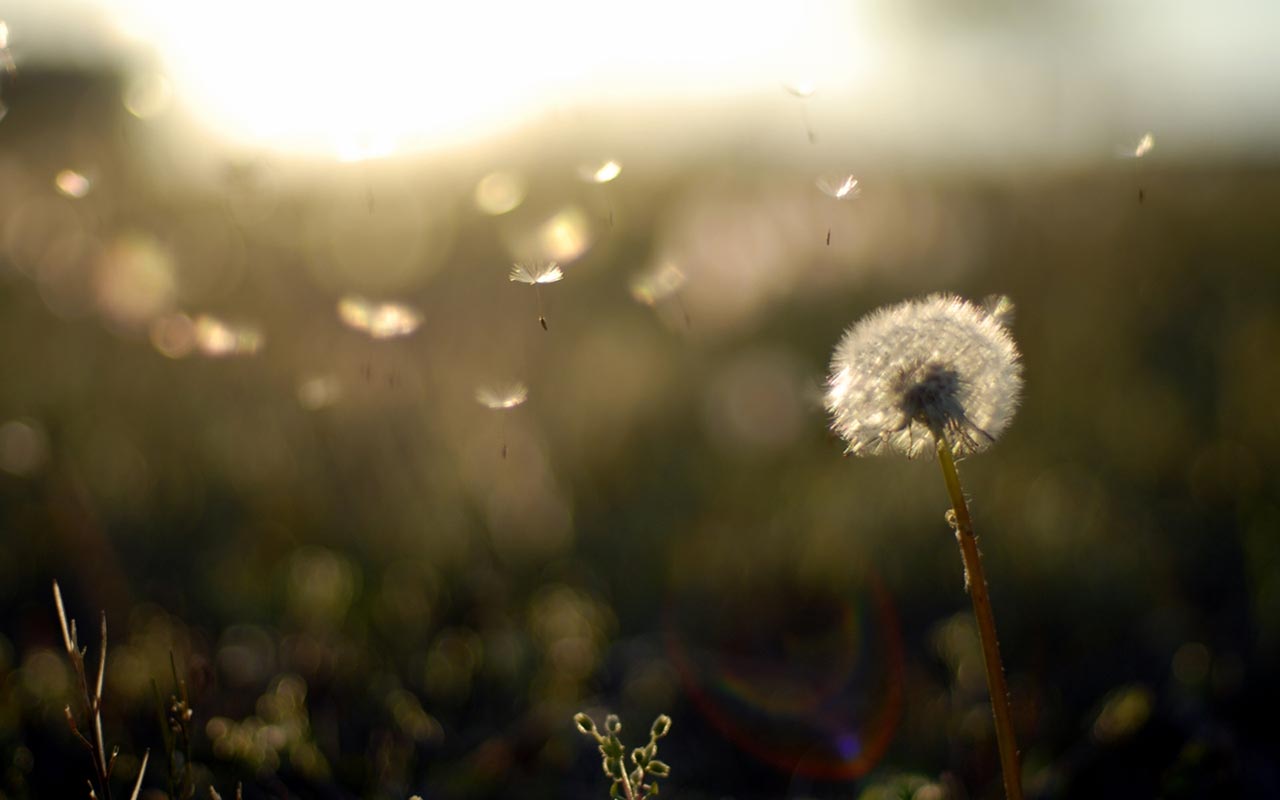 Free Dandelion Wallpaper