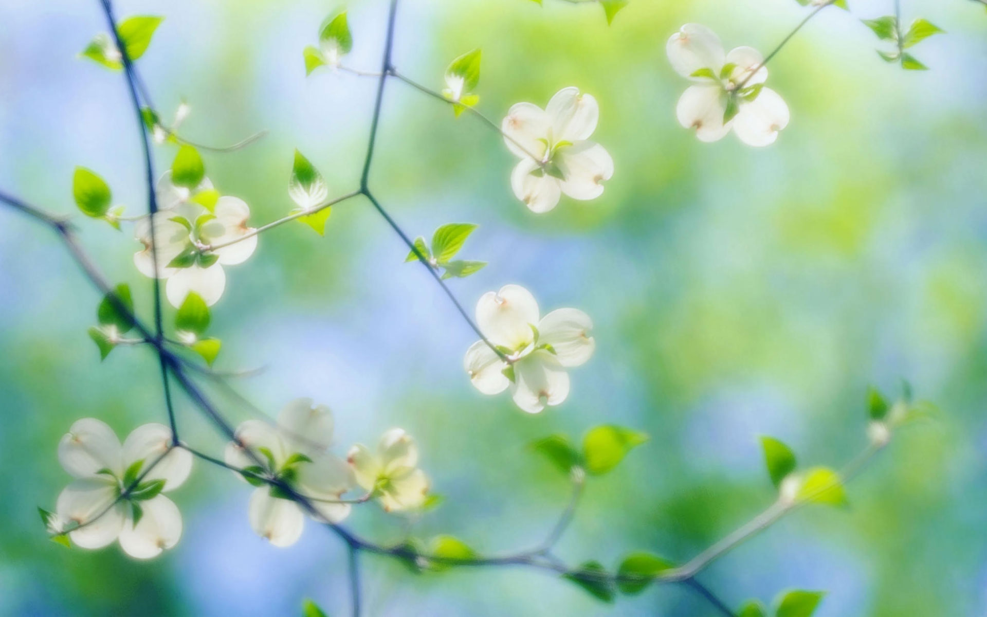 Free Dogwood Flowers Wallpaper