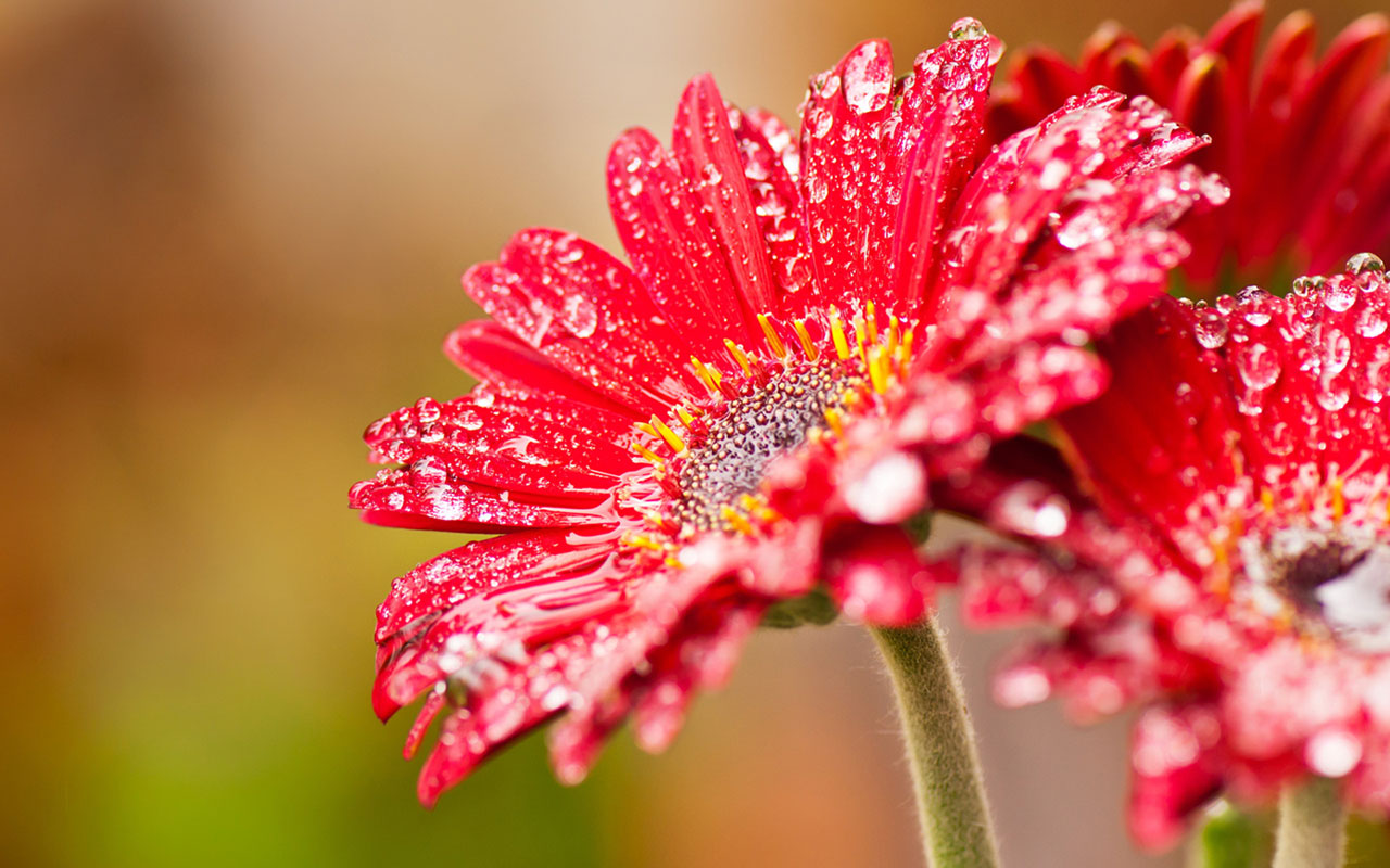 Free Flower Macro Wallpaper