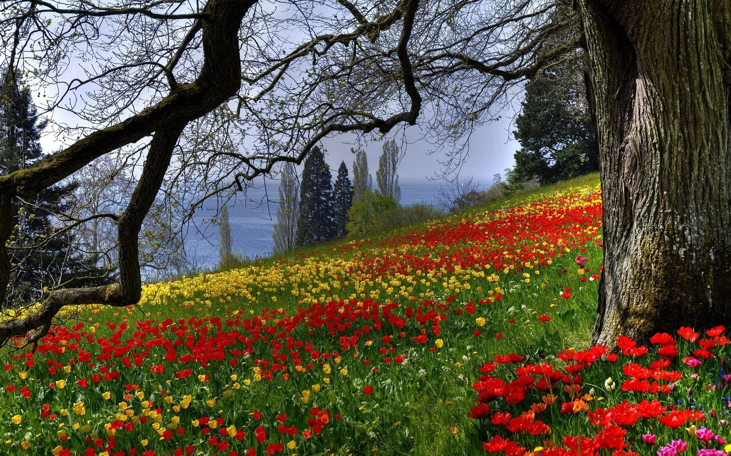 Free Flower Meadow Wallpaper