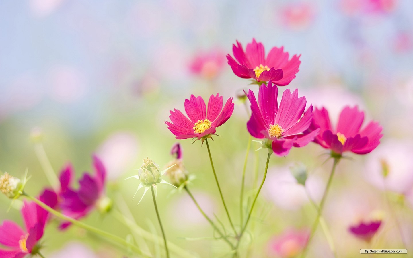 Free Flower Wallpapers