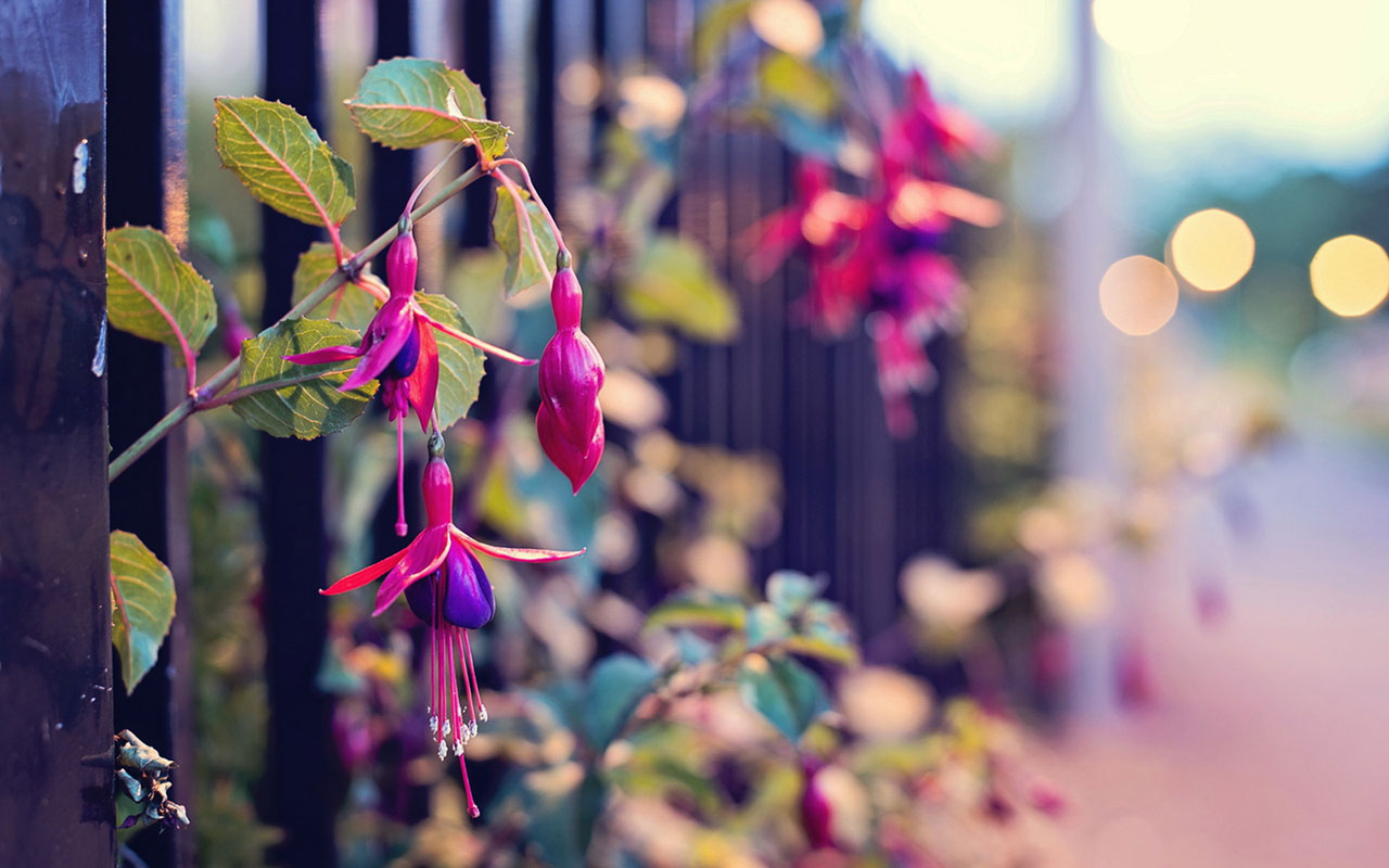 Free Fuchsia Wallpaper