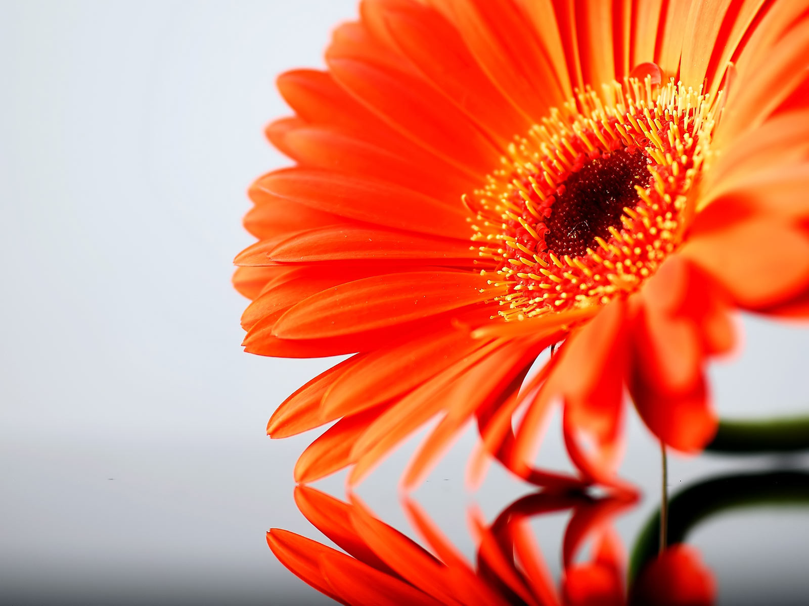 Free Gerbera Daisies Wallpaper